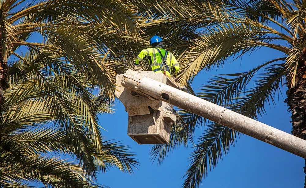 Tree Trimming